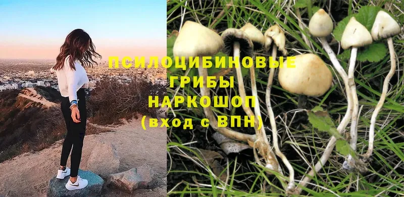 где можно купить   Гороховец  Галлюциногенные грибы Cubensis 